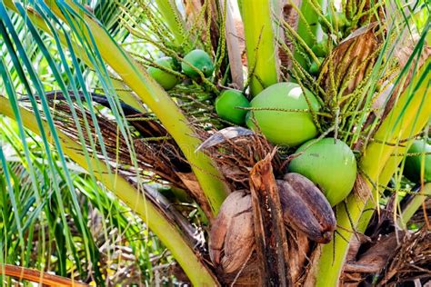 Green Coconut Balls On A Coconut Palm Tree Stock Image Image Of