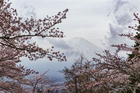 Mt Fuji Surrounded By Cherry Blossoms Natural Landmarks Nature