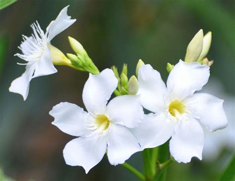 Flickrpnwmyf2 White Oleander Nerium Oleander L Nerium