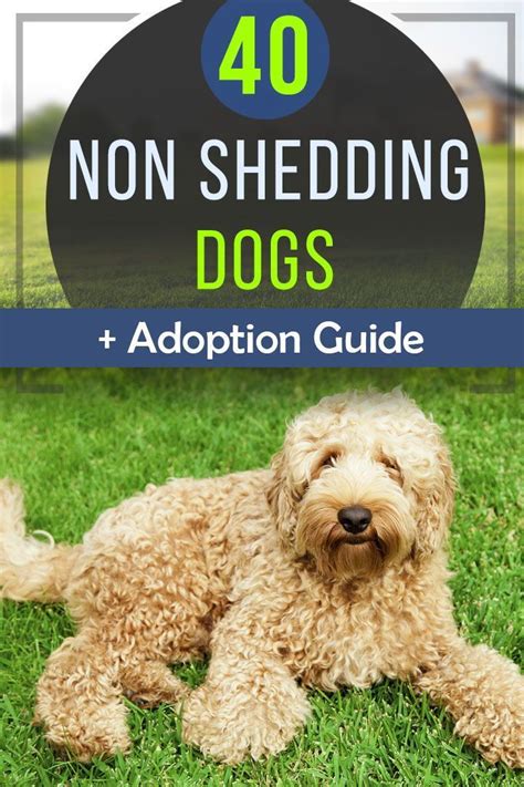 40 Dogs That Dont Shed The Best Non Shedding Breeds