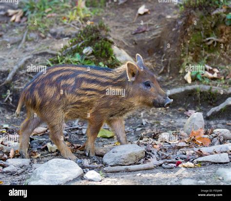 Baby Wild Boar Stock Photo Alamy