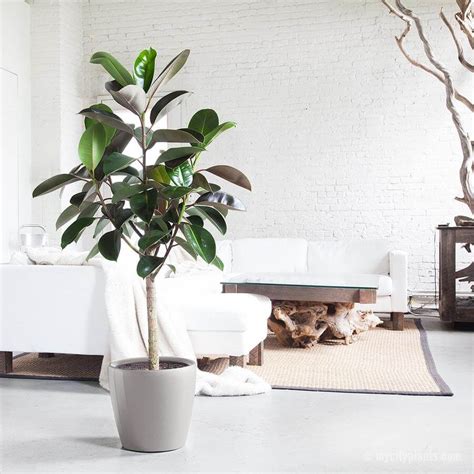 Rubber Plant Indoor House Plants Air Purifying Plant