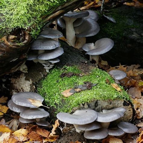 Oyster Mushroom Grey Pleurotus Ostreatus