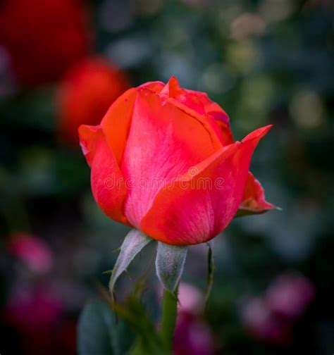 Beautiful Red Rose Bud In August In Portland Stock Image Image Of