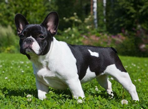 48 Best Photos French Bulldog Pros And Cons French Bulldog Breed