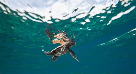 Sea Turtle Protection In The Pacific The Nature Conservancy