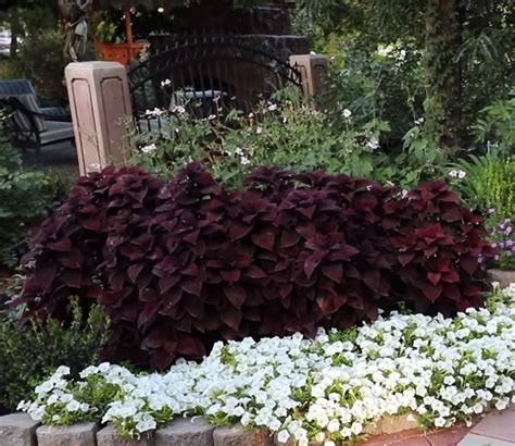 Maroon Coleus Backyard Garden Garden Landscaping Front Flower Beds