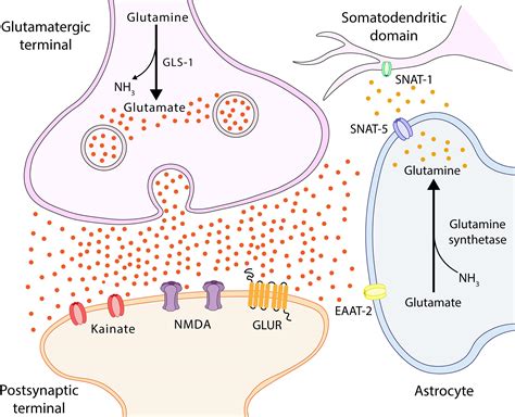 Frontiers Disturbance Of The Glutamate Glutamine Cycle Secondary To