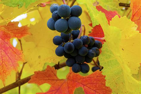 Red Wine Grapes On Grapevine In Fall Photograph By David Gn Fine Art