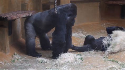 Gorillas Have Fungorillas Haben Spaß Youtube