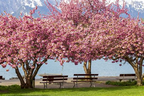 Our canopy trees, which are available in both a stunning blush pink and traditional white, are an impressive 10 feet tall and our matching blossom table trees are perfect for your tables standing at 4 foot high. Kwanzan Cherry Tree Profile and Care Instructions
