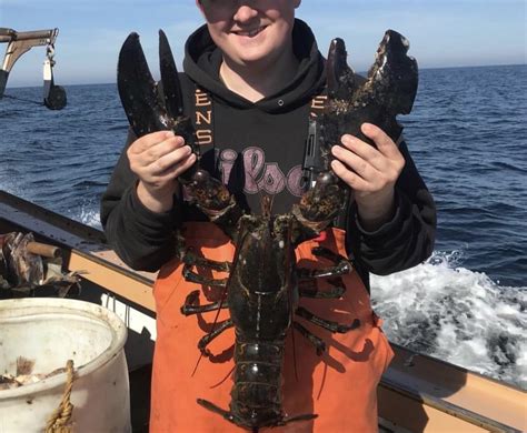 Big Lobster We Caught This Summer Rmarinebiology