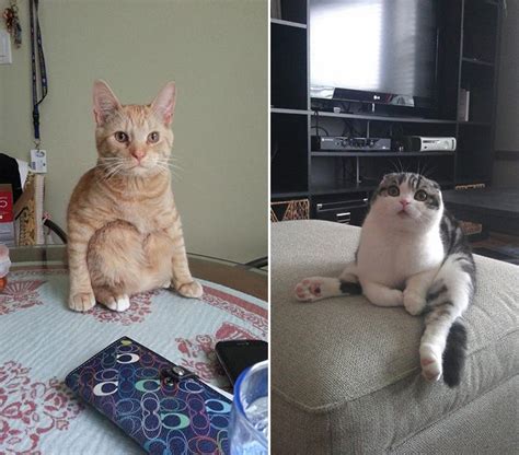 Austin cat sitters is austin's premier feline focused pet sitting service. 24 hilarious photos of cats sitting awkwardly. #8 cracked ...