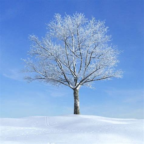 Snow Covered Tree In Winter 3d Model Cgtrader