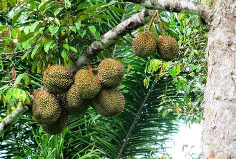 Durian Photograph By Tina M Wenger Pixels