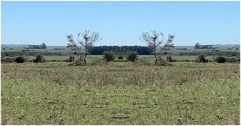 Panorama De Compraventa De Campos En Uruguay 2020 Inmobiliaria Rialto