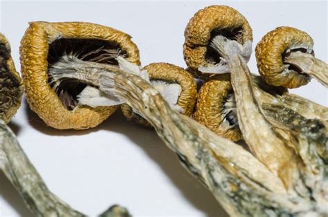 New scans reveal magic mushrooms 'resets' a brain suffering depression