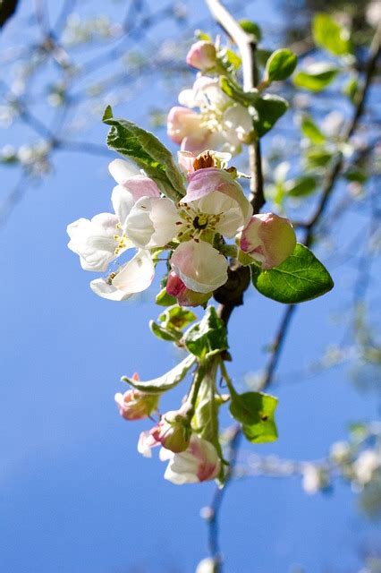 Apple Blossom Buds Branch Free Photo On Pixabay Pixabay