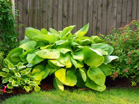 It burns somewhat from the afternoon sun i bought several sum and substance from a local nursery during a hosta club promo several years ago. Hosta "Sum and Substance" | plants and gardening | Pinterest