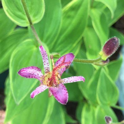 Plants are about two inches tall, and may exceed 6 inches when in bloom, during. Zone 9 Flowers For Shady Gardens - Growing Flowers In Zone ...