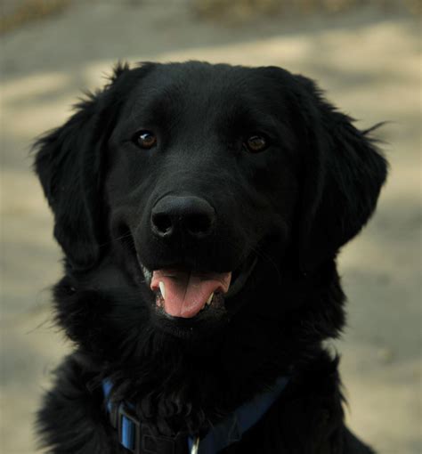 Their lively spirit is infectious, and their peter pan mentality keeps them young at heart far longer than other. Flat-Coated Retriever Wallpapers HD Download