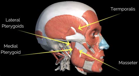 Masseter Muscle Anatomy Location Function Hypertrophy And Masseter Botox