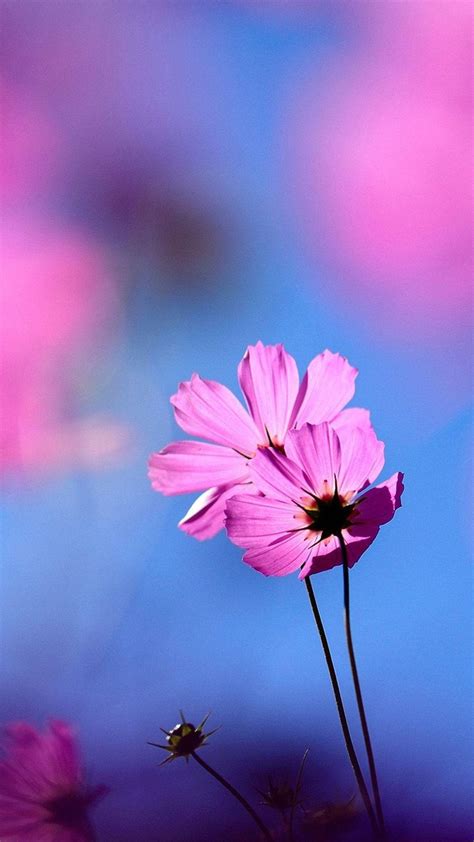 Cosmos Blue Flower Wallpapers Download Mobcup