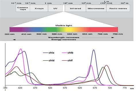 122 Chlorophyll Absorption And Photosynthetic Action Spectra