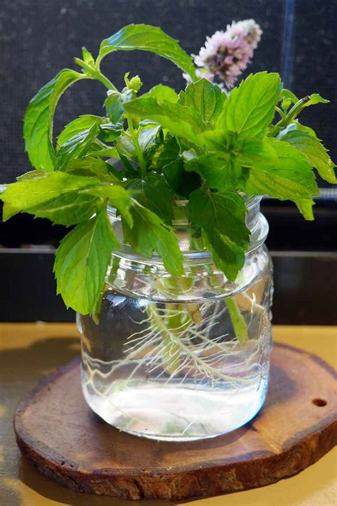 Tips For Growing Mint Indoors Gardeners Path
