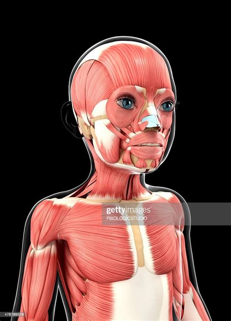 Childs Muscular System Artwork High Res Vector Graphic Getty Images