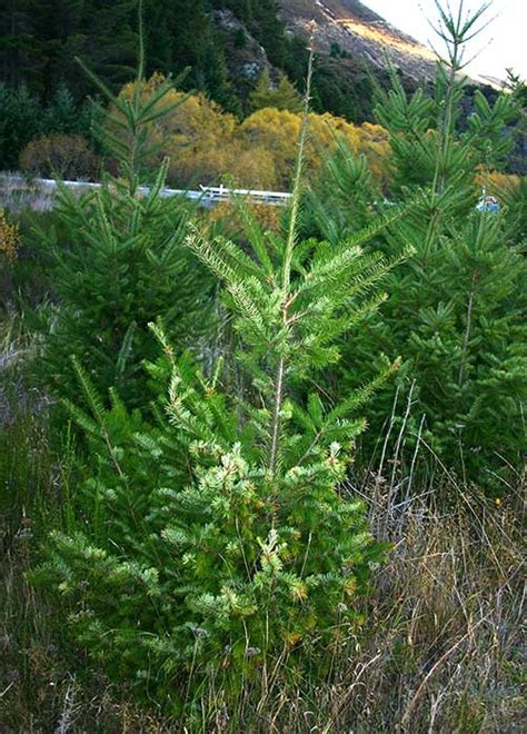 Select from premium douglas fir of the highest quality. AgPest » Douglas-fir, douglas pine