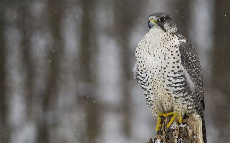 22 Excellent Hd Falcon Bird Wallpapers