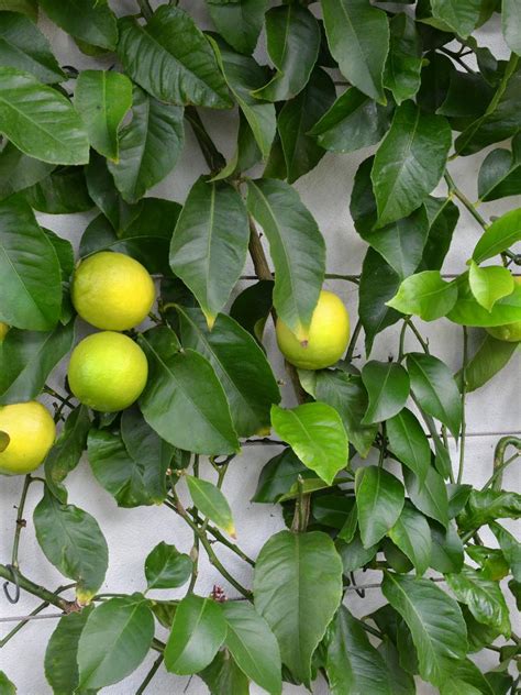 Backyard Espalier Training Plants To Grow Up The Wall In Your Garden