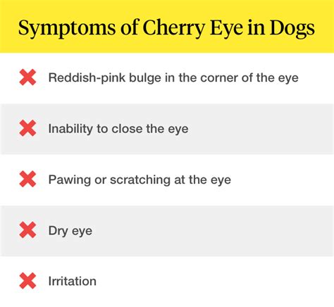 Cherry Eye In Dogs Causes Symptoms Treatment And More Dutch