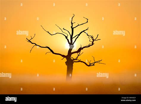 Lone Tree At Sunrise Stock Photo Alamy