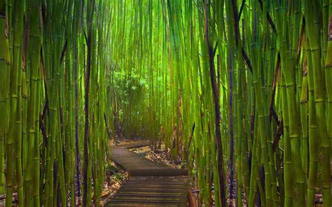 Penting Fond Bambou Bambu Kreatif