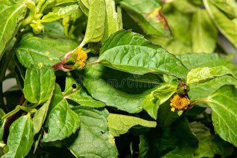 Exotic Amazonian Plant Known As Jambu Acmella Oleracea In Panoramic