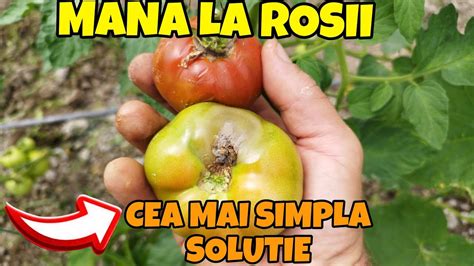 Boala Care Strica Rosiile Aici Gasesti Solutia Youtube