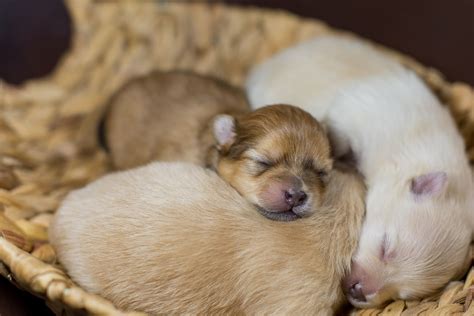 Newborn Puppy Care 5 Things You Need Newborn Puppies Newborn