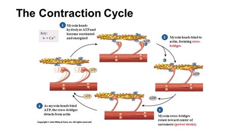 5 Steps To The Contraction Cycle Skeletal Muscle Diagram Quizlet