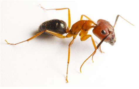 How To Detect And Prevent Carpenter Ants In Your Home Pest