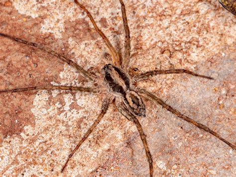 Wolf Spider Vs Brown Recluse