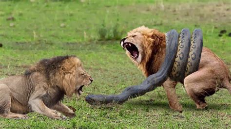 Big Cat Powerful Become Prey Of The Giant Anaconda Lions Vs Python Leopard Tiger Youtube
