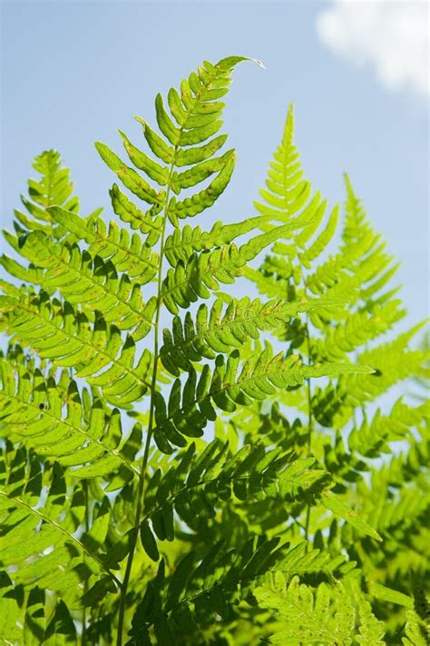 Close Up Of Fern Stock Image Image Of Ecology Botanical 15646943