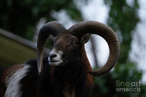 Mouflon Ram Photograph By Rawshutterbug Fine Art America