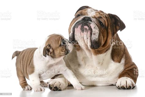 Adult Dog And Puppy Stock Photo Download Image Now Animal Animal