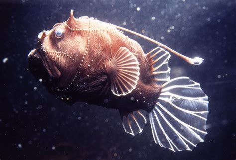 A Deepsea Anglerfish Bufoceratias Wedli The Australian Museum