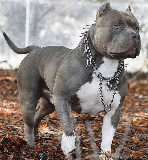 Blue Nose Pitbull Puppies Price Wayang Pets