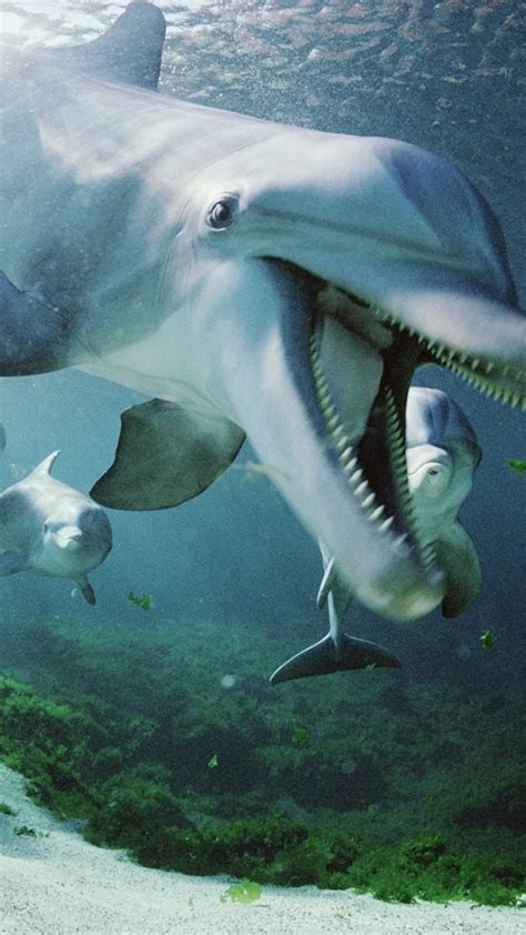 Dolphin Underwater Wallpaper Wallpapersafari