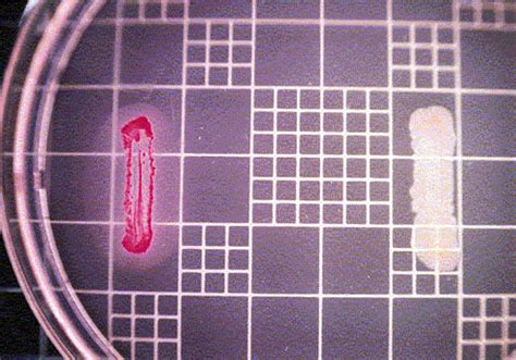 Microbio Test Flashcards Quizlet